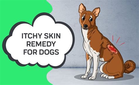 Itchy Skin Remedy For Dogs | Itchy skin remedy, Dog itching remedies, Dog itchy skin remedy