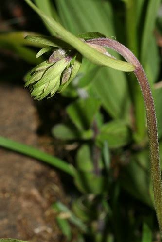 Marsh Helleborine Barry Cornelius Flickr