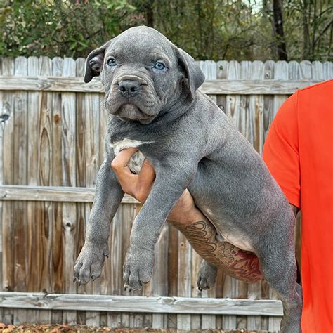 XL Bully Puppies For Sale