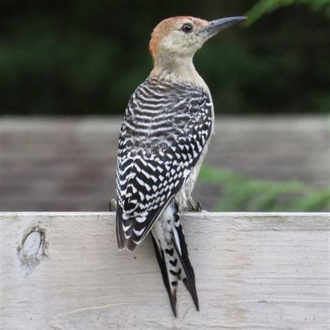 Juvenile Red-bellied Woodpecker - FeederWatch