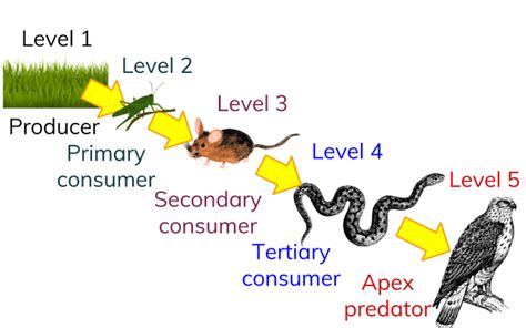 Food Chains Webs Geography Aqa Gcse