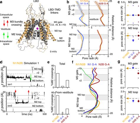 Comparative Molecular Dynamic Md Simulations Demonstrate Subunit