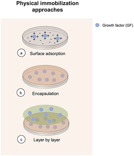 Frontiers Immobilization Of Growth Factors For Cell Therapy Manufacturing