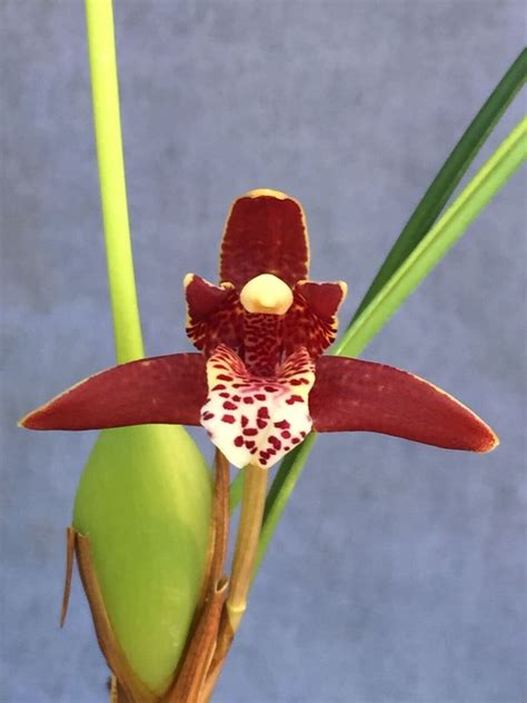 Coconut Orchid, Maxillaria Tenuifolia. Wonderfully Fragrant Orchid ...