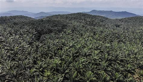 Daerah Penghasil Kelapa Sawit Terbesar Di Indonesia Riau Nomor