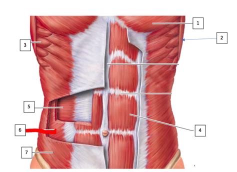 Muscles Of The Abdominal Wall Diagram Quizlet