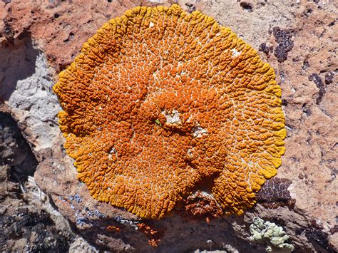 Lichen: the Lybrook Badlands, New Mexico