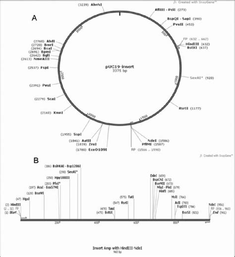 (A) gene insert in PUC19 vector (B) Insert map with gene of interest in ...