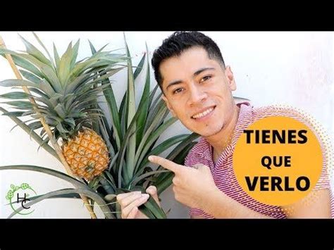 CULTIVO DE PIÑA EN CASA EL HUERTO CITADINO YouTube Como cultivar