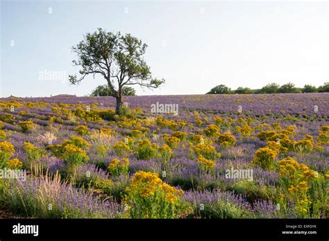 Lone Tree In A Field Of Lavender And Gorse Near The Village Of Monieux