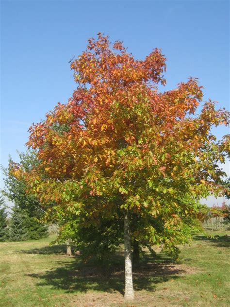 Chêne rouge d Amérique Quercus rubra Thuilleaux