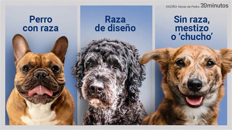 Hay Perros De Pura Raza