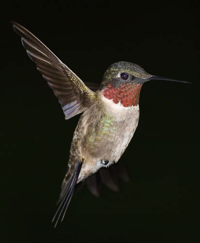 Hummingbird - Corporate Eye