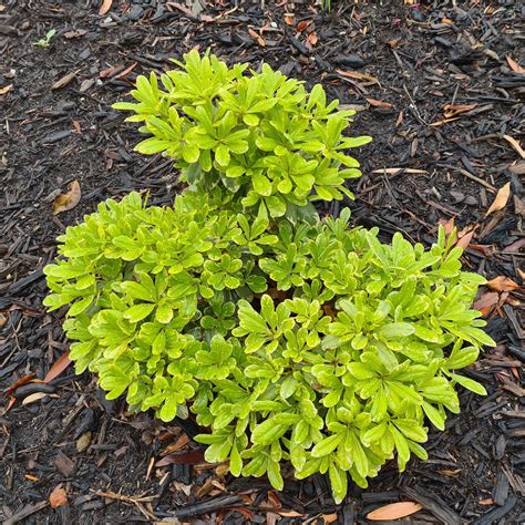 Pretty Little Shrubbery Free Stock Photo Public Domain Pictures