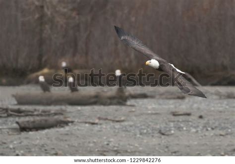 Bald Eagle Flying Wings Spread Out Stock Photo Shutterstock