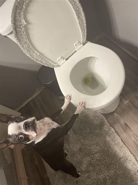 Has anybody else’s bosty had this problem?! : r/BostonTerrier