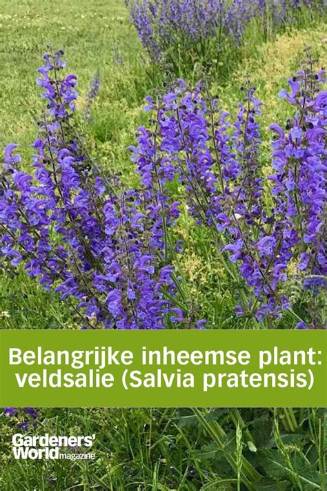 Waardevolle Inheemse Plant Veldsalie Salvia Pratensis Inheemse