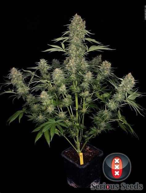 Serious Kush Strain Information CannaConnection