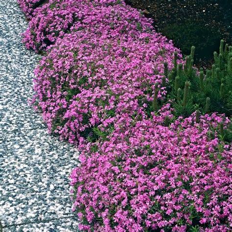 Buy Phlox Subulata Moerheimii Affordable Gardens4You Co Uk