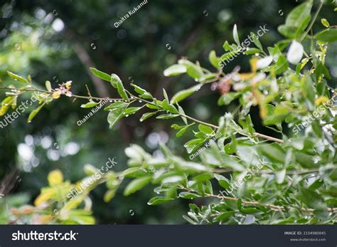 Bilva Tree Leaves Used Worship Stock Photo 2104980845 | Shutterstock