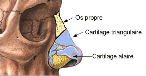 ANATOMIE DU NEZ ET DES SINUS Le Blog De L ORL