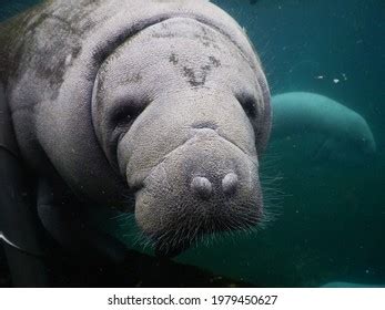 Manatee Isolated: Over 168 Royalty-Free Licensable Stock Photos ...