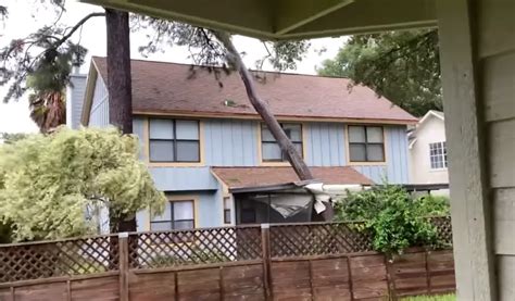 Can a House Withstand a Tree Falling on It? - HomeProfy