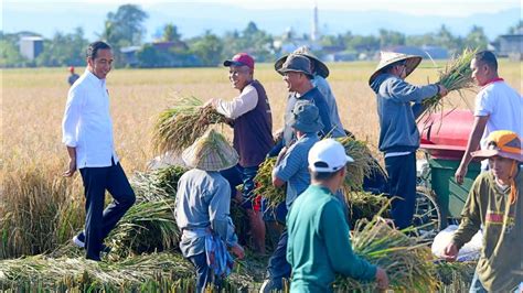 Presiden Jokowi Saksikan Panen Raya Padi Maros 30 Maret 2023 YouTube