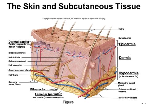 Basic Diagram Of The Integumentary System Anatomy Of The Int