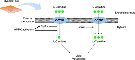 Rethinking The Regulation Of L Carnitine Transport In Skeletal Muscle