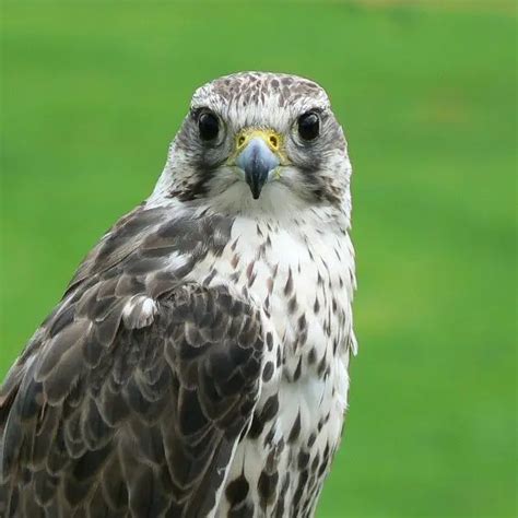 Saker Falcon - Facts, Diet, Habitat & Pictures on Animalia.bio