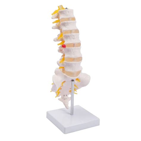 Buy Myaskro Lumbar Spine Model Life Size Human Lumbar Vertebrae