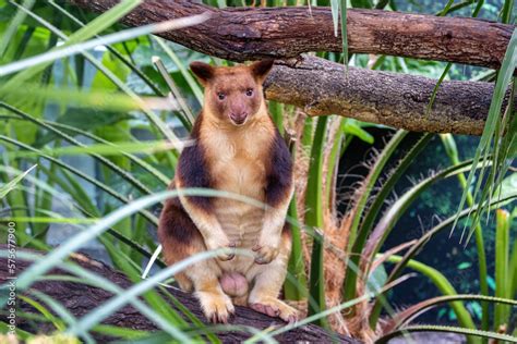 Goodfellows Or Ornate Tree Kangaroo Against Dense Jungle Foliage This