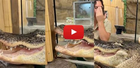 Viral Woman Laughs As Alligator Tries To Eat Her Video