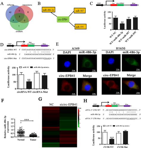 Mir P And Eif A Are Downstream Targets Of Circ Epb A Venn