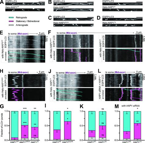 HAP1 Drives Autophagosomal Transport By Binding To Dynein And Dynactin