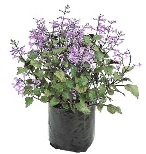 Plectranthus Mona Lavender Lifestyle Home Garden Online Store