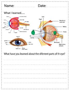 Human Eye Parts Labeling Worksheet | Anatomy of the Eye | Science ...