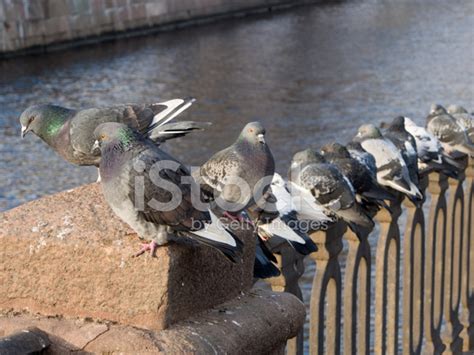 Flock Of Pigeons Stock Photo | Royalty-Free | FreeImages