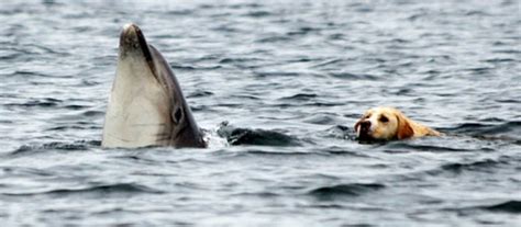 Unique Friendship: Dolphin and Dog Go Swimming Together Every Day - Women Daily Magazine