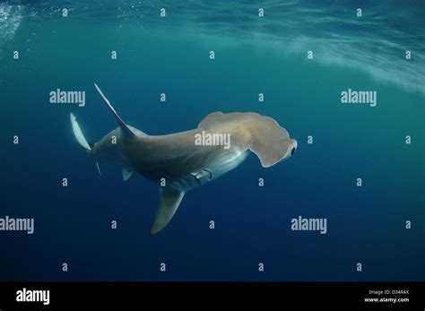 hammerhead shark in its natural habitat in the ocean Stock Photo - Alamy