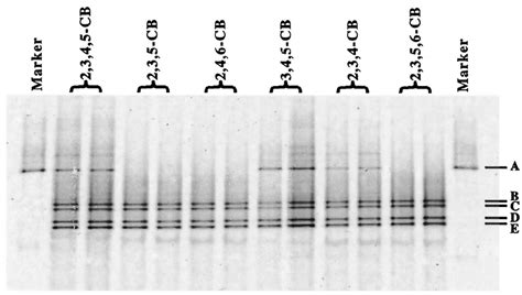 Dgge Resolution Of Pcr Ampli Fi Ed 16s Rdna Fragments From The Df Download Scientific Diagram