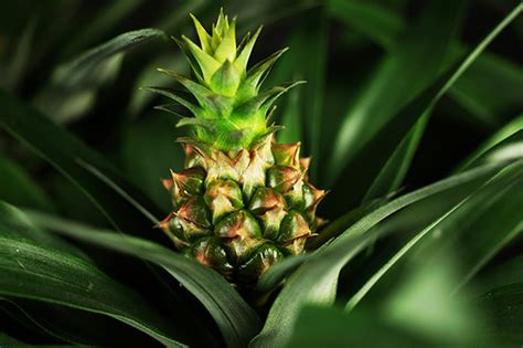 ANANAS champaca piękna roślina w doniczce do domu 7207958730