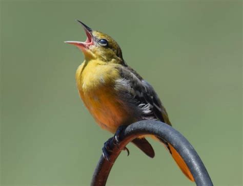 What Does a Baltimore Oriole Song Sound Like? - Birds and Blooms