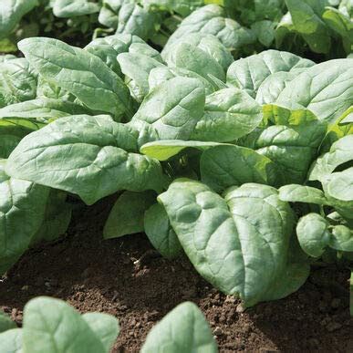 25 Spinach Varieties To Try In Your Garden | Green Thumb Gardener