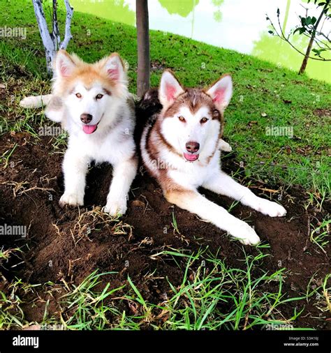 Cachorros Husky Hi Res Stock Photography And Images Alamy