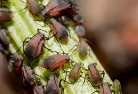 Aphid Control Options How To Identify And Get Rid Of Aphids Naturally