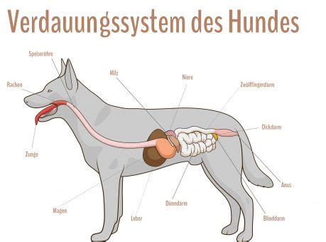 Verdauung Bei Hunden Verdauungssystem Hundepower De