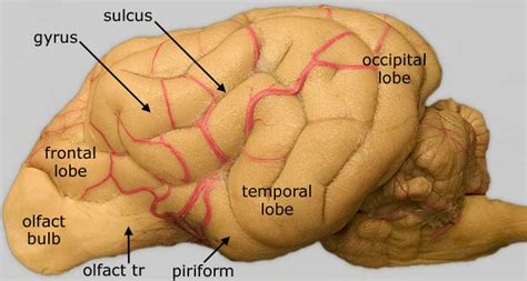 Piriform Cortex Anatomy