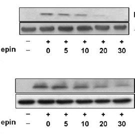 Effect of cordycepin on LPS mediated phosphorylation of I κ B α and